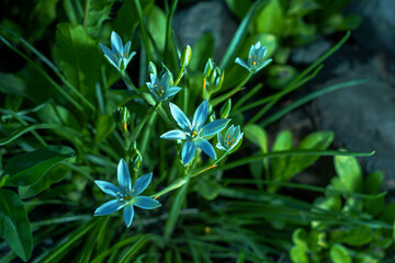 summer background blue white flowers stars shape Ornithogalum dark green morning light.
