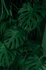 Monstera tropical background, Deep green color, natural concept