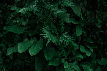 Tropical green leaves background. Deep green colour