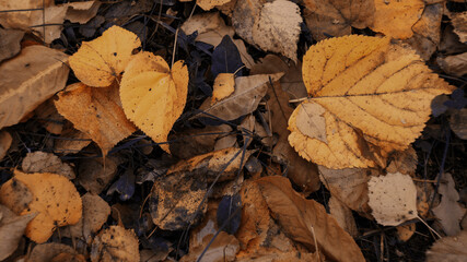 autumn background of fallen leaves natural brown yellow ochre golden background.
