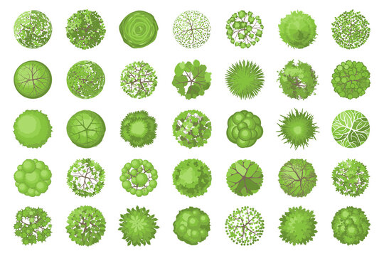 Trees top view. Different plants and trees vector set for architectural or landscape design. (View from above) Nature green spaces.