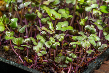 Red cabbage, fresh sprouts and young leaves front view , Vegetable and microgreen. Also purple cabbage, red or blue kraut. Cotyledons of Brassica oleracea in potting compost. Macro photo.