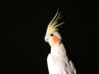 White lutino cocktail parrot blackroom