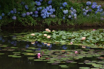 Water lily is an aquatic perennial of Nymphaeaceae.