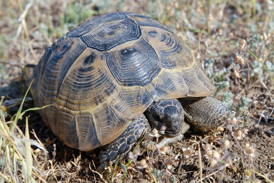 Greek tortoise (Testudo graeca, also known commonly as the spur-thighed tortoise). Dagestan, North Caucasus, Russia.