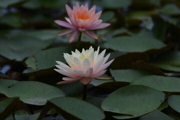 Water lily is an aquatic perennial of Nymphaeaceae.