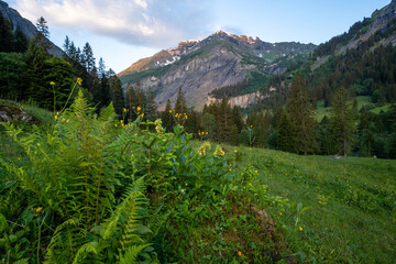 Weistannental in der Schweiz