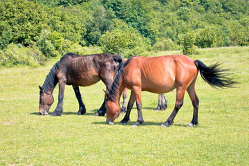 Wild horses in nature of Velebit mountain view,