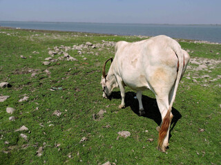 Cow eating grass on the field
