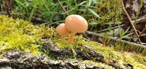 mushroom in the grass