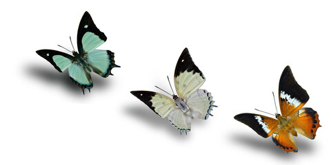 beautiful flying butterflies in a row over soft shadow and white background