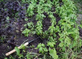 Homegrown tomato plant without vegetables at early stage of growth. 