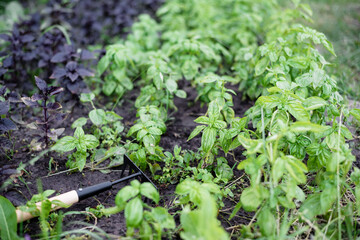 Homegrown tomato plant without vegetables at early stage of growth. 