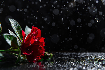 romantic background with red rose under the rain on black