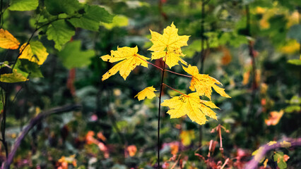 Maple branch with yellow leaves in the woods among the thickets