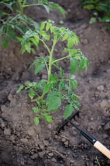 Tomatoes and a small rake. Processing beds in the garden, weeding weeds