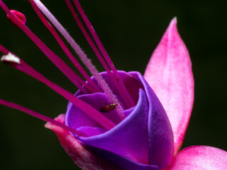 Fuchsia Dark eyes single pink and purple flower close up  dark background a bug on the stamen