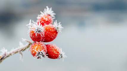 Frost-covered red rose hips on a blurred background near the river