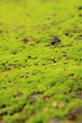 green moss on the ground