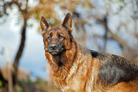 German shepherd portrait