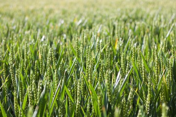 Beautiful background showing sun kissed young green corn field in spring 