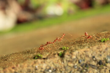 Ants on their way