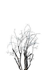 Fototapeta na wymiar Dead and dry tree isolated on white
