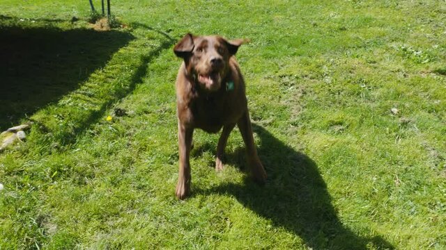 Excited dog playing fetch