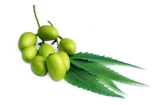 Medicinal Neem Leaves With Fruit Over White Background