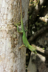 lézard en mouvement