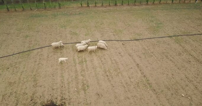 A group of whool sheep in a field from above