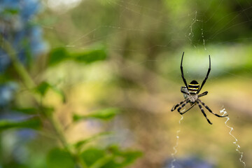 蜘蛛