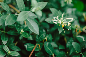 White Honeysuckle Flower. Honeysuckle fragrant flower with delicate flowers with many green leaves on background. fragrant flower that blooms white