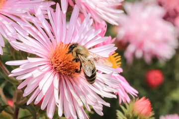 Herbstaster mit Biene