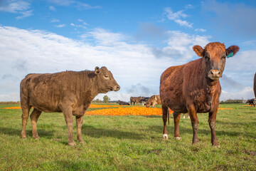 Cattle on a farm in winter in Canterbury, New Zealand