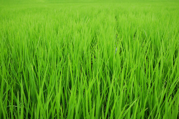 6月の青々とした稲のある田んぼの風景