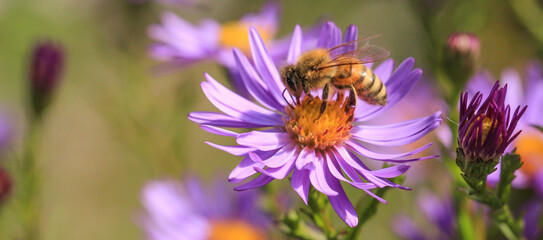 Blühende Herbstaster mit Biene