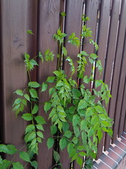 ivy on a fence