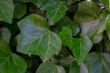 Many leafs of ivy cover a wall, summer background. Hedera helix, young leaves. 