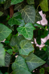 Many leafs of ivy cover a wall, summer background. Hedera helix, young leaves. 