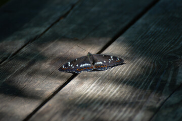 Beautiful colored iconic butterfly  (Limenitis populi) Farnebofjarden national park in Sweden.