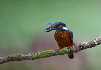 Male common kingfisher fishing