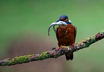 Male common kingfisher fishing