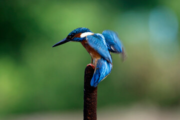 Male common kingfisher fishing