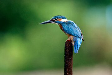 Male common kingfisher fishing