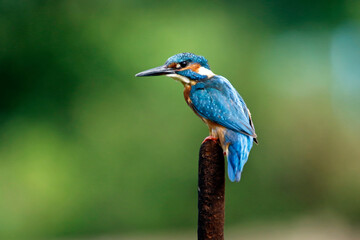 Male common kingfisher fishing