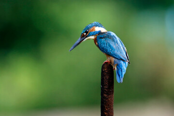 Male common kingfisher fishing