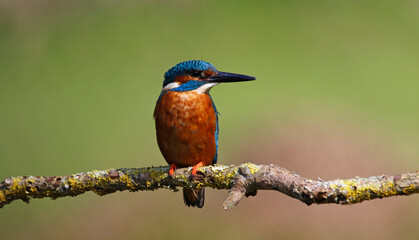 Fototapeta premium Male common kingfisher fishing