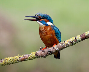Fototapeta premium Male common kingfisher fishing