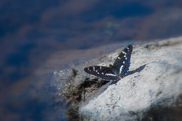Beautiful colored iconic butterfly  (Limenitis populi) Farnebofjarden national park in Sweden.